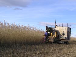 coupe des roseaux en camargue