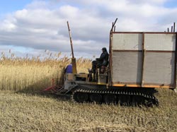 recolte des roseaux en camargue